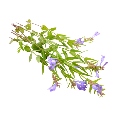 Skullcap