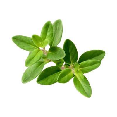 Thyme