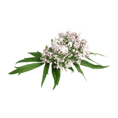 Valerian
