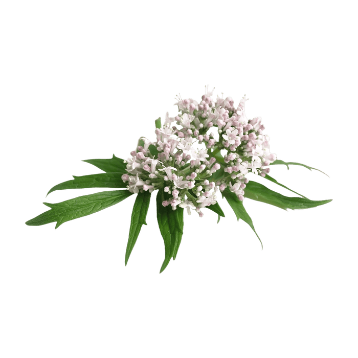 Valerian