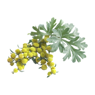 Wormwood