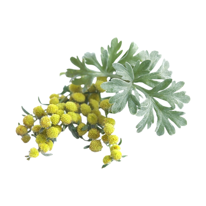 Wormwood