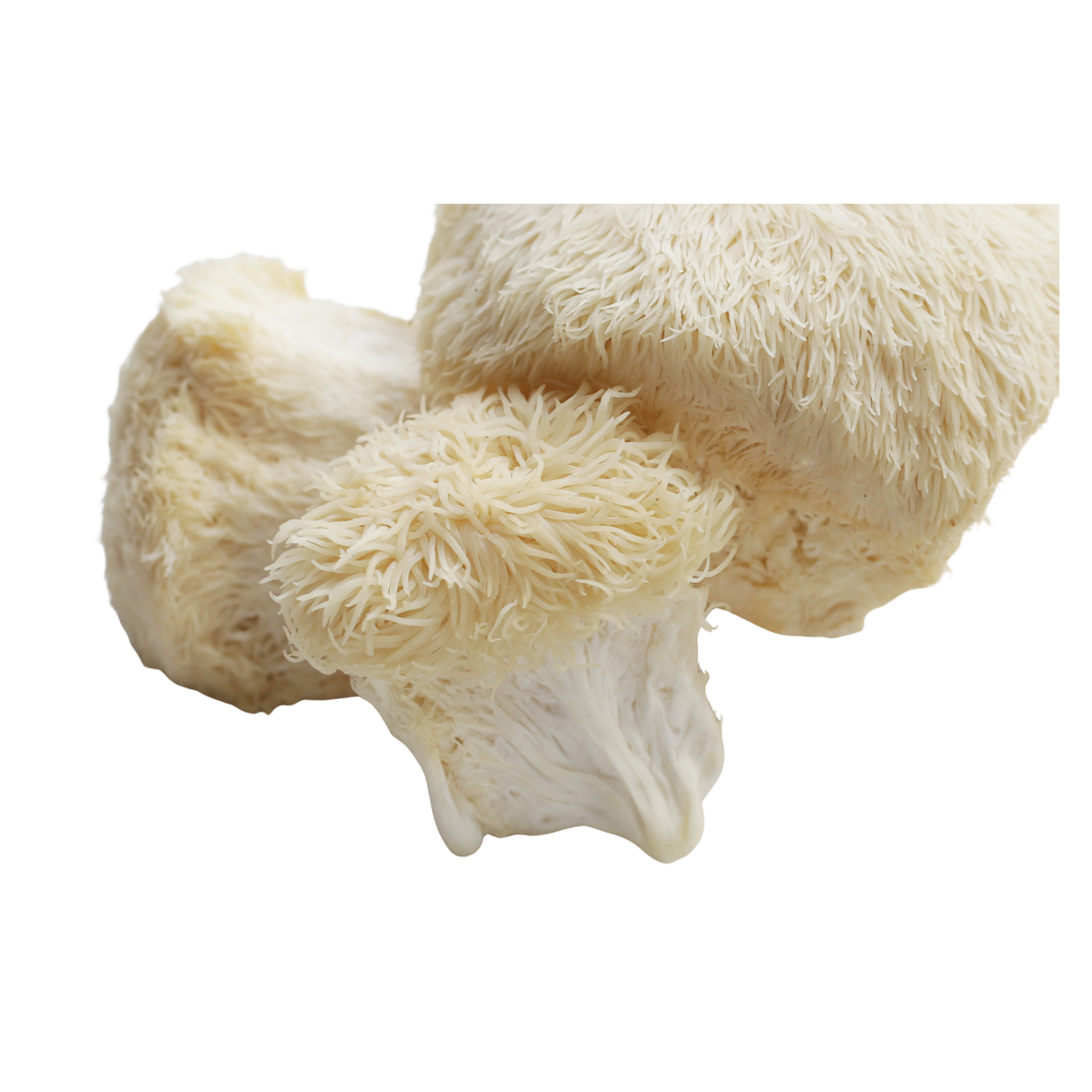 Lion's Mane Mushroom