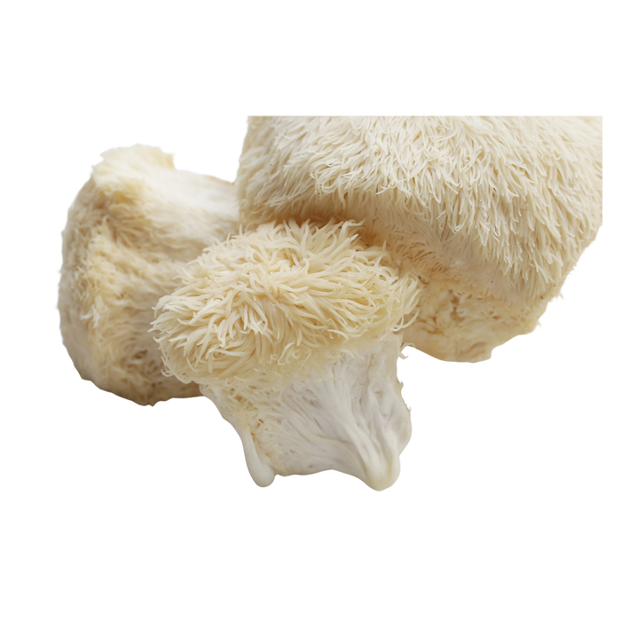Lion's Mane Mushroom