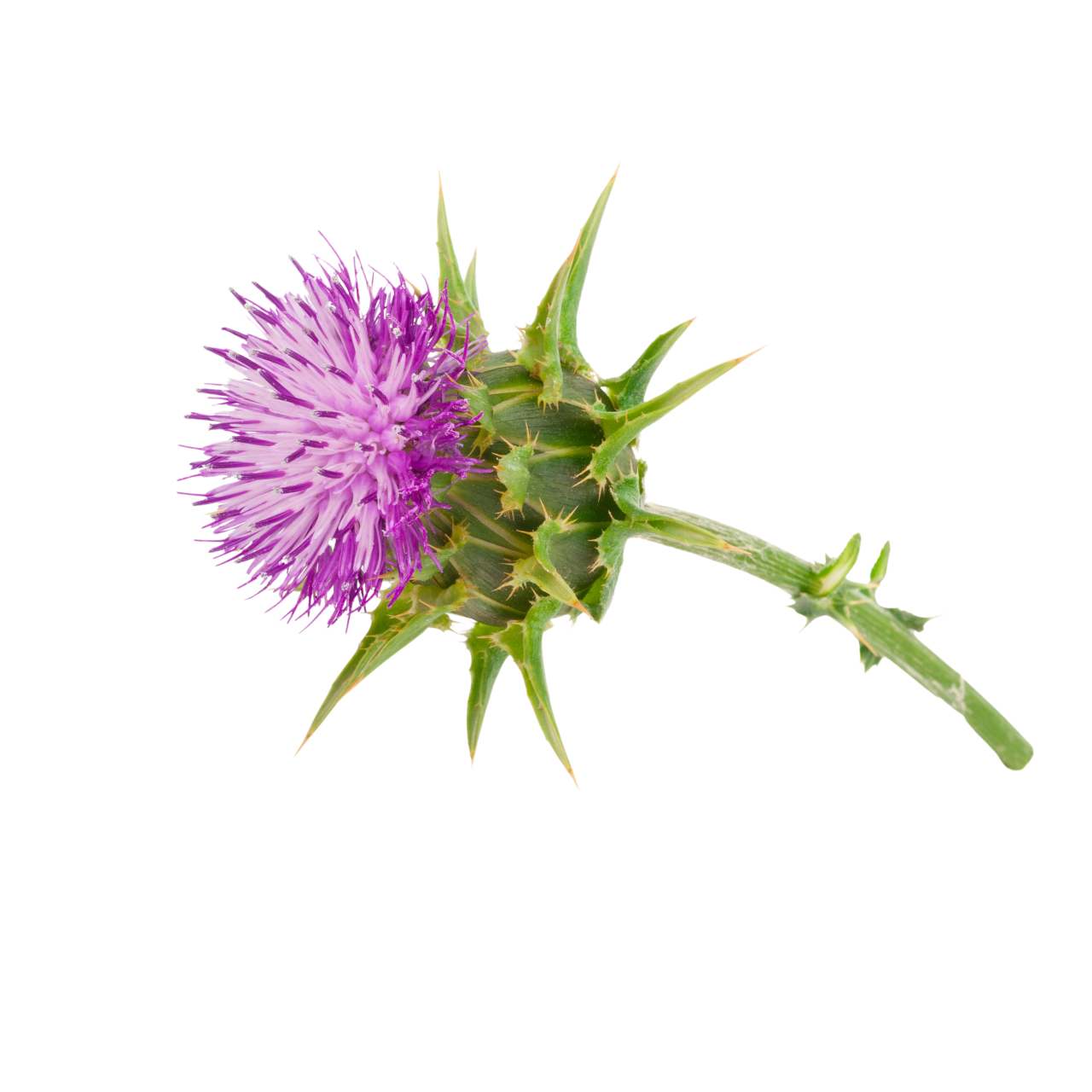 Milk Thistle