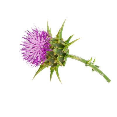 Milk Thistle