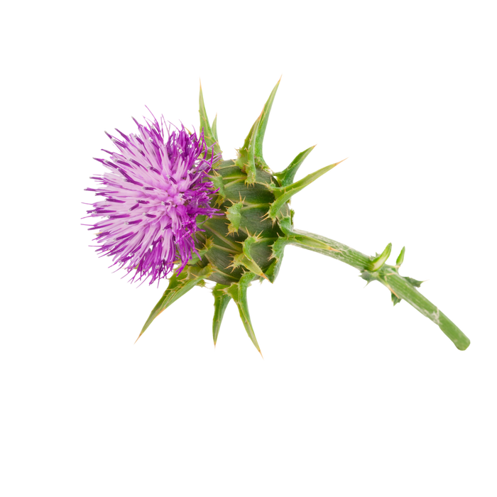 Milk Thistle
