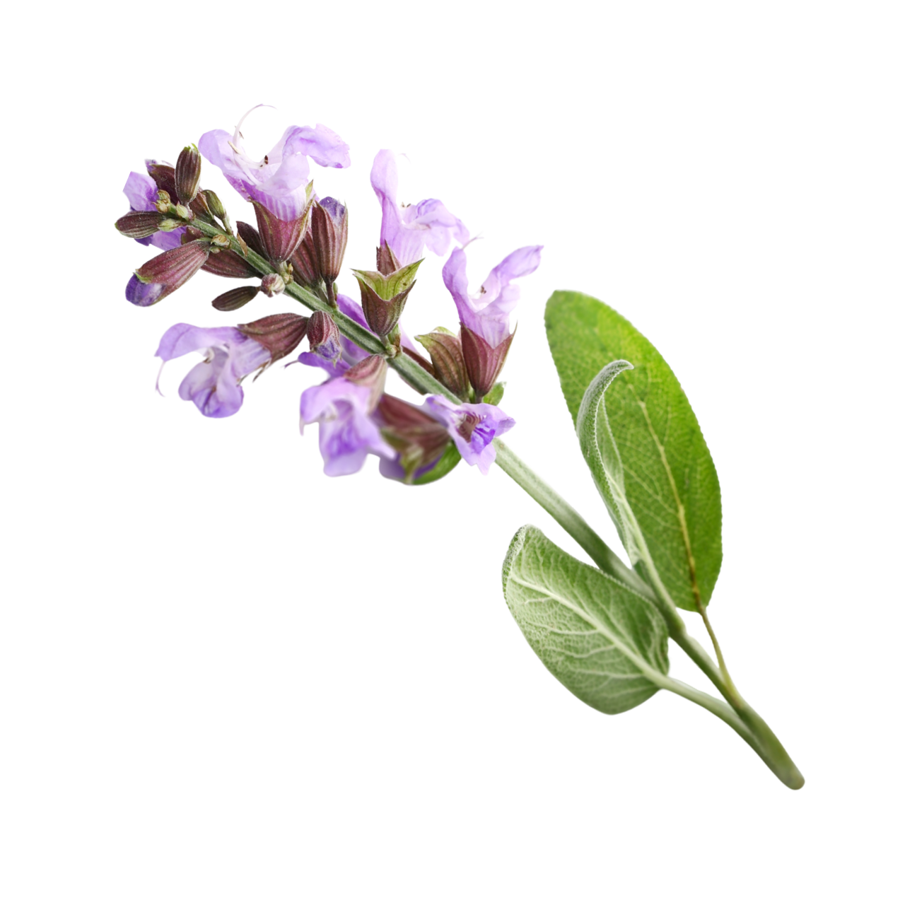 Sage (Cognivia®) 