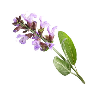 Sage (Cognivia®) 
