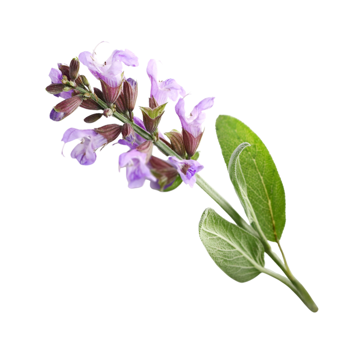 Sage (Cognivia®) 