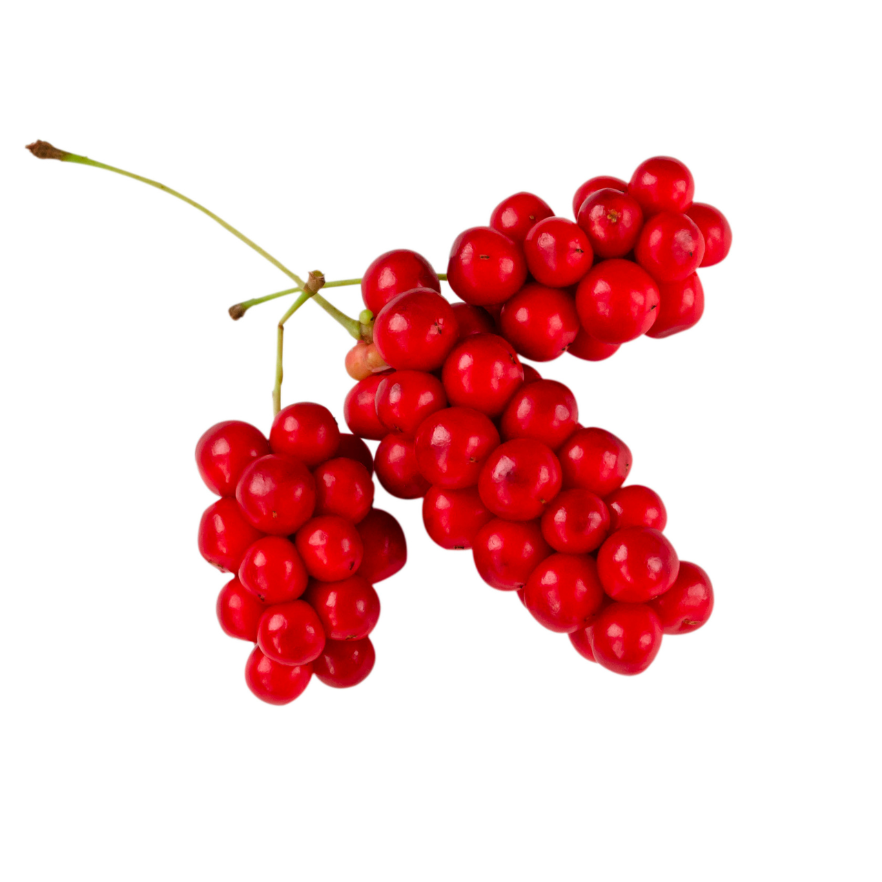 Schisandra